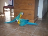 Lovely-pair-of-Blue-and-Gold-macaw-parrots-for-sale