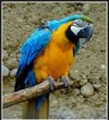 Gorgeous-blue-and-gold-male-and-female-Macaw-Parrots-