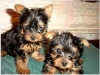 We-have-2-little-Yorkie-puppies-left-Good-home-