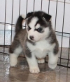 Gorgeous-Siberian-Husky-puppies-available-